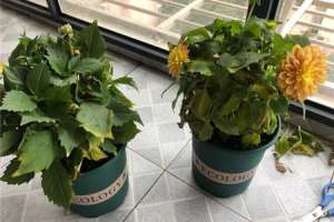 大丽花的花语和寓意，有什么传说故事【库百科农业网】