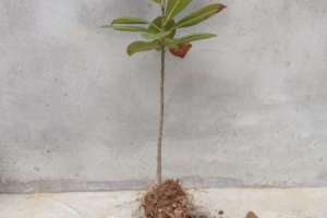 广玉兰树的种植方法【库百科农业网】