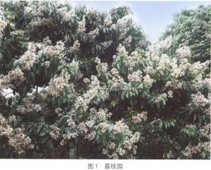 华南中蜂【库百科农业网】