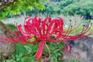 彼岸花什么季节开花，彼岸花几年才开花【库百科农业网】