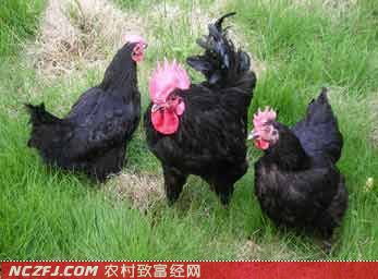 四川山地乌骨鸡养殖技术[农广天地]【库百科农业网】