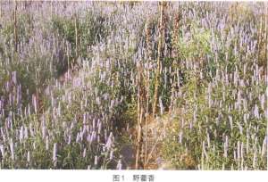 阿坝中蜂【库百科农业网】