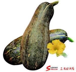 优丰密本南瓜栽培技术【库百科农业网】