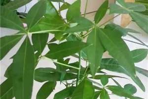 发财树要晒太阳吗，发财树摆放位置【库百科农业网】