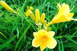 黄花菜的养殖方法【库百科农业网】