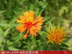 红花价格下滑，2013年下半年行情走向何方-【库百科农业网】