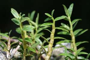 铁皮石斛种植效益高[每日农经]【库百科农业网】
