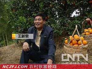 [致富经]王新泉脐橙种