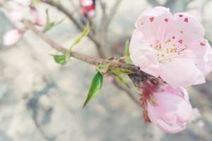 桃花有哪些品种，观赏桃花品种【库百科农业网】