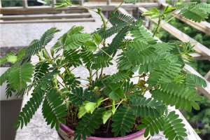 含羞草有毒吗，含羞草对人体有害吗【库百科农业网】