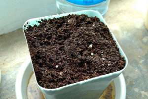 阳台盆栽葡萄种植方法【库百科农业网】