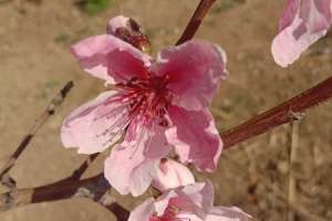 桃花什么季节开，桃花像什么【库百科农业网】