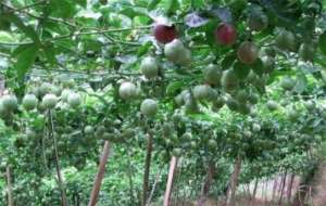 百香果种植环境要求【库百科农业网】