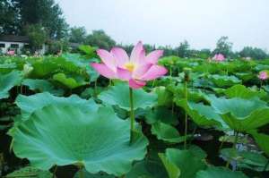 观赏荷花新品种首领【库百科农业网】