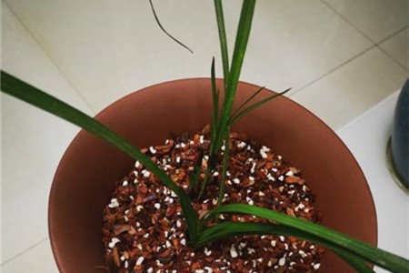 单株兰花能养活吗，该怎样养护【库百科农业网】