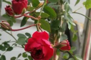 红木香蔷薇长多久开花，红木香与蔷薇的区别【库百科农业网】