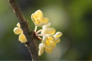 桂花苗怎么盆栽方法，盆栽金桂花怎么养【库百科农业网】