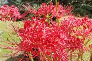 彼岸花是什么季节开的，彼岸花适合什么季节栽种【库百科农业网】