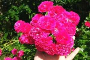 甜蜜红木香的种植方法【库百科农业网】