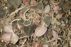 怎样种植金线莲，金线莲图片【库百科农业网】