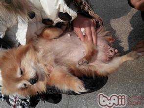 一例犬子宫蓄脓病的诊治【库百科农业网】