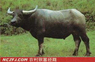 [农广天地]摩拉水牛养殖技术【库百科农业网】