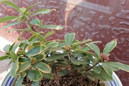 瑞香花怎么养，家庭养法【库百科农业网】