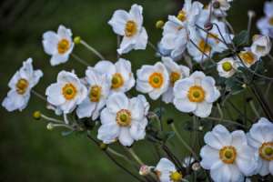 水仙花土中种植方法，水仙花种球开花后怎么保存【库百科农业网】