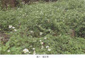 海南中蜂【库百科农业网】