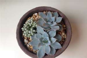 石莲花怎么养【库百科农业网】