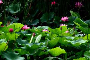莲花对水的要求，莲花淋雨会死吗【库百科农业网】