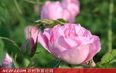 大马士革玫瑰