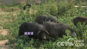 [致富经]曾志宏：我就是要回家种地养猪【库百科农业网】