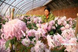 食用菊花栽培技术【库百科农业网】