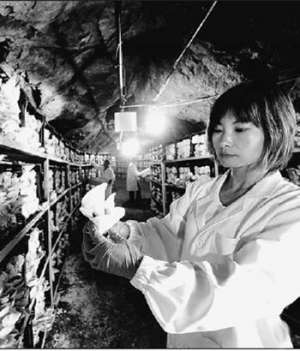 山洞种平菇 反季财可出【库百科农业网】