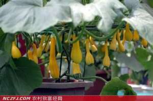 盆栽观赏南瓜的种植【库百科农业网】