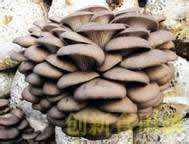 豆秸栽培平菇技术【库百科农业网】