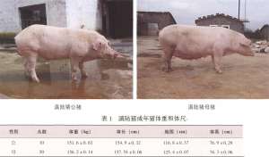 滇陆猪【库百科农业网】