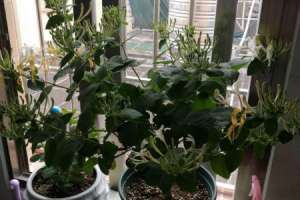 金银花的种植方法和注意事项，每亩种植多少株【库百科农业网】
