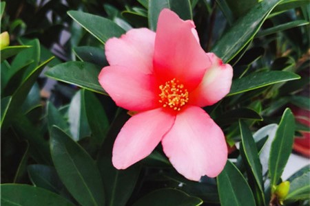 山茶花怎么养，山茶花的花语【库百科农业网】