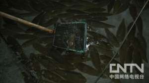 [致富经]陈靖壬：第一次养鱼就赔钱如何年入800万【库百科农业网】