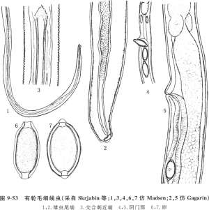 禽毛细线虫病的症状、诊断和防冶方法【库百科农业网】