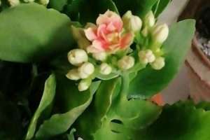 长寿花浇水的正确方法，浇水多了怎么办【库百科农业网】
