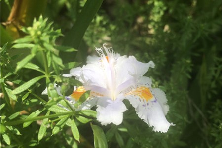 新买的蝴蝶花怎么养【库百科农业网】