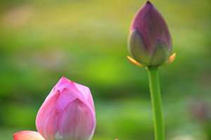 莲花的吃法，吃莲花对身体好吗【库百科农业网】