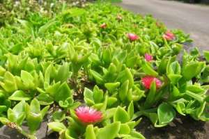 怎么使牡丹吊兰多开花【库百科农业网】