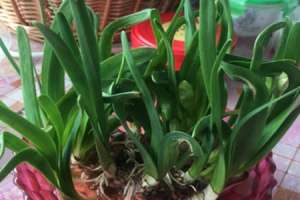 水仙花不开花的原因，如何促进水仙花开花【库百科农业网】