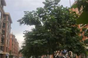 梧桐树的特点，梧桐树的作用【库百科农业网】