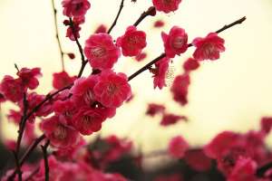 梅花与桃花的区别在哪里？【库百科农业网】