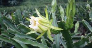 特种蔬菜霸王花的种植技术 霸王花栽培方法【库百科农业网】